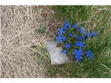 Spomladanski svišč (Gentiana verna)